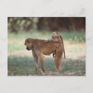 Carte Postale Anubis Baboon