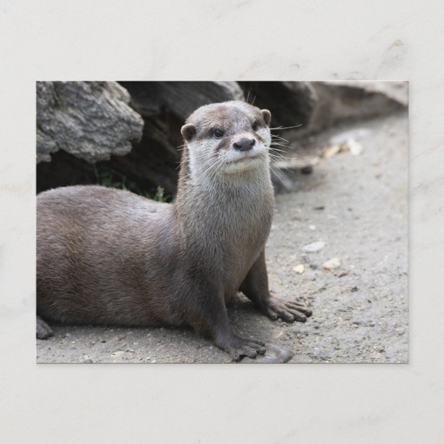 Carte Postale Aonyx cinerea (Devant)