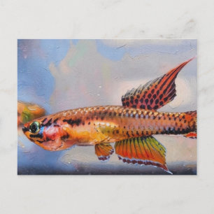 Carte Postale aphyosemion bitaeniatum ijebu ode Killifish