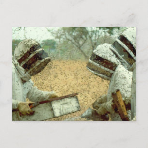 Carte Postale Apiculteurs