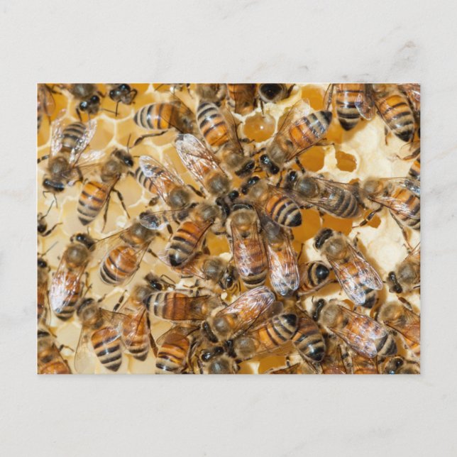Carte Postale Apiculture à la ferme d'Arlo's Honey (Devant)