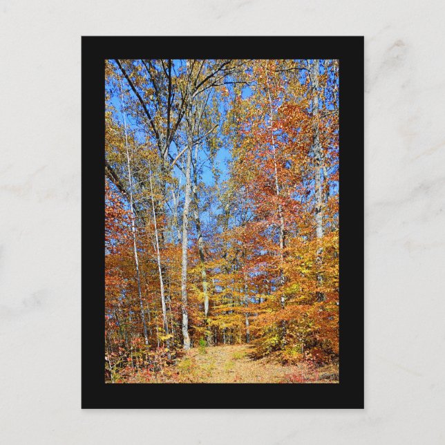 Carte Postale Appalachian Trail Autumn, Fall Scenery Postcard (Devant)