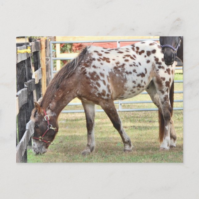 Carte Postale Appaloosa (Devant)