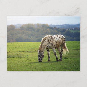 Carte Postale Appaloosa