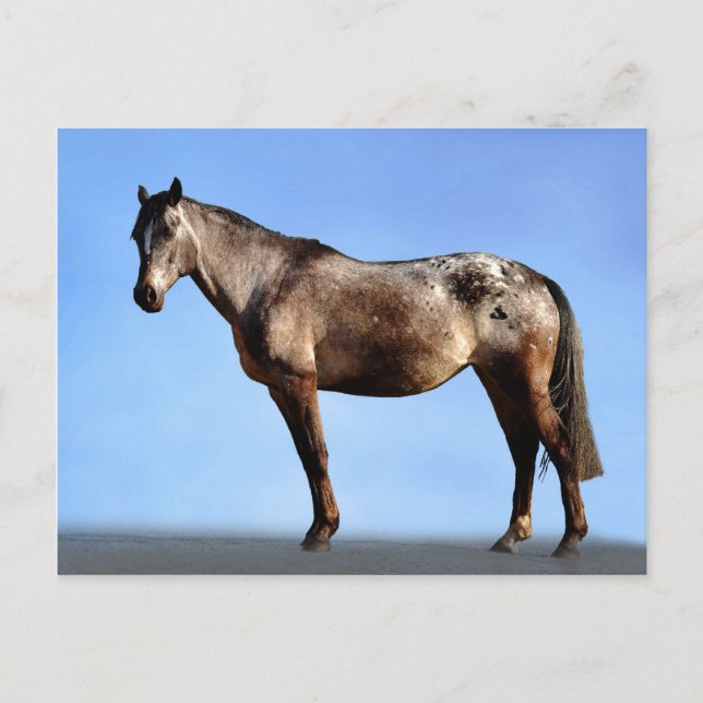 Carte Postale Appaloosa (Devant)