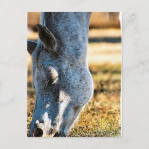 Carte postale Appaloosa Cheval