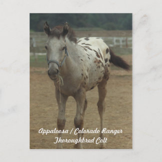 Carte Postale Appaloosa / Colorado Ranger Thooughbred Colt