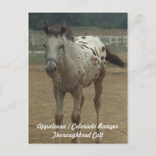 Carte Postale Appaloosa / Colorado Ranger Thooughbred Colt (Devant)