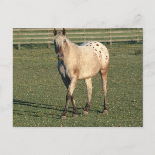 Carte Postale Appaloosa de randonnée (Devant)