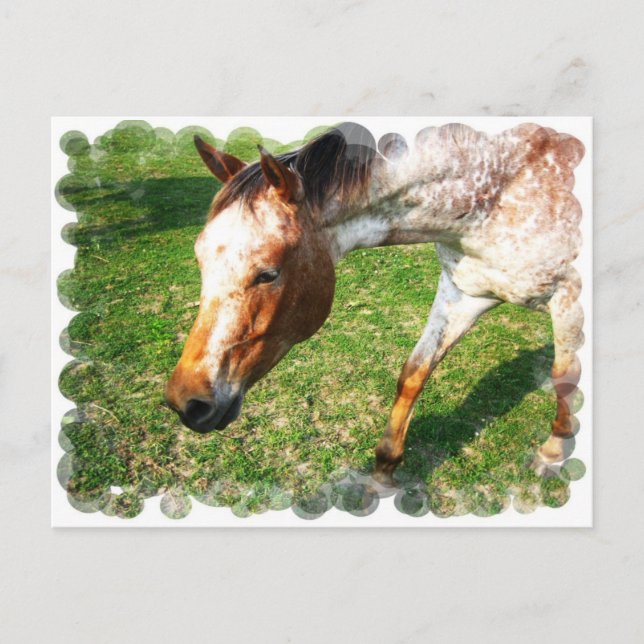 Carte postale Appaloosa Horse (Devant)