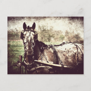Carte Postale Appaloosa Horse