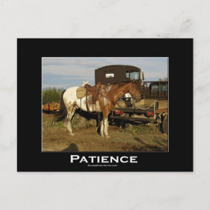 Carte Postale Appaloosa Horse Equine Motivational Art Card