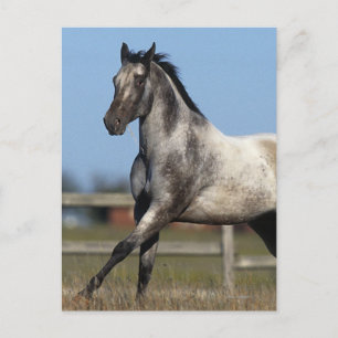 Carte Postale Appaloosa Horse Running 3