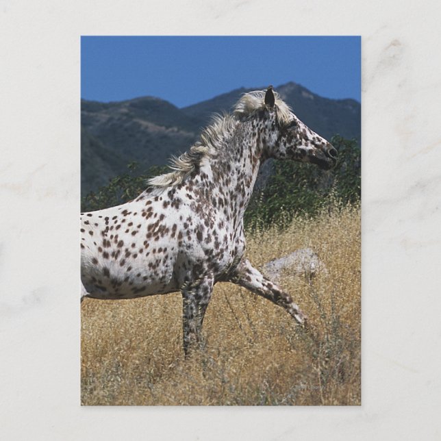 Carte Postale Appaloosa Horse Running up Mountain (Devant)