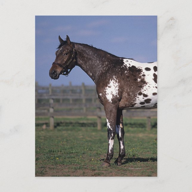 Carte Postale Appaloosa Horse Standing (Devant)