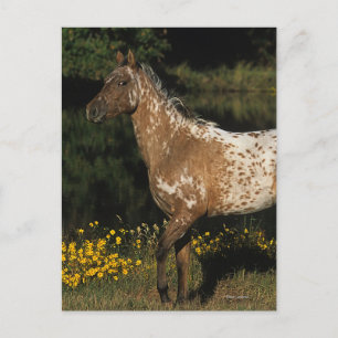 Carte Postale Appaloosa Horse Standing by Lake
