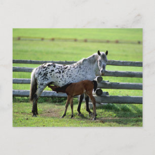 Carte Postale Appaloosa Mare and Colt Horse
