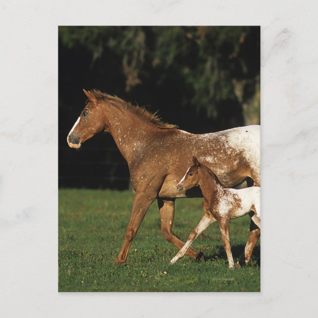 Carte Postale Appaloosa Mare Et Foie (Devant)