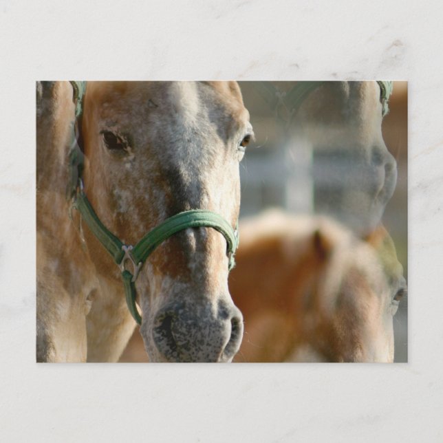 Carte postale Appaloosas (Devant)