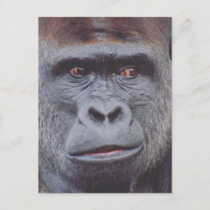 Carte Postale apparence de gorille