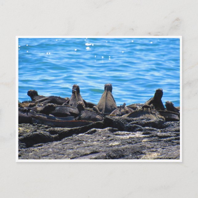 Carte Postale apparence de l'iguane marin (Devant)