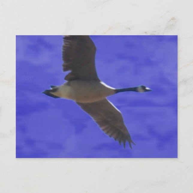 Carte Postale Appel de liberté (Devant)
