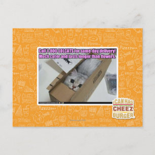 Carte Postale Appelez 1-800-LOLCATS