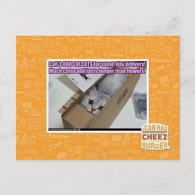 Carte Postale Appelez 1-800-LOLCATS (Devant)