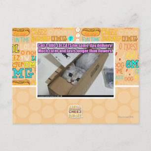 Carte Postale Appelez 1-800-LOLCATS