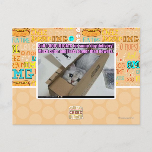 Carte Postale Appelez 1-800-LOLCATS (Devant)