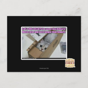 Carte Postale Appelez 1-800-LOLCATS
