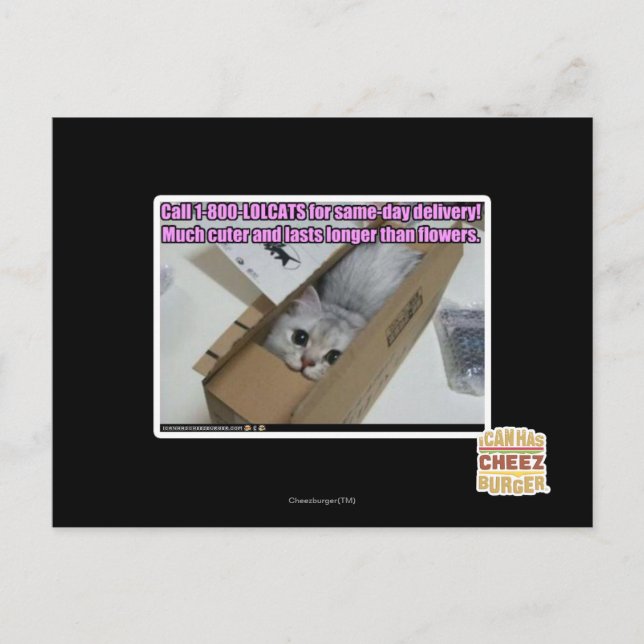 Carte Postale Appelez 1-800-LOLCATS (Devant)