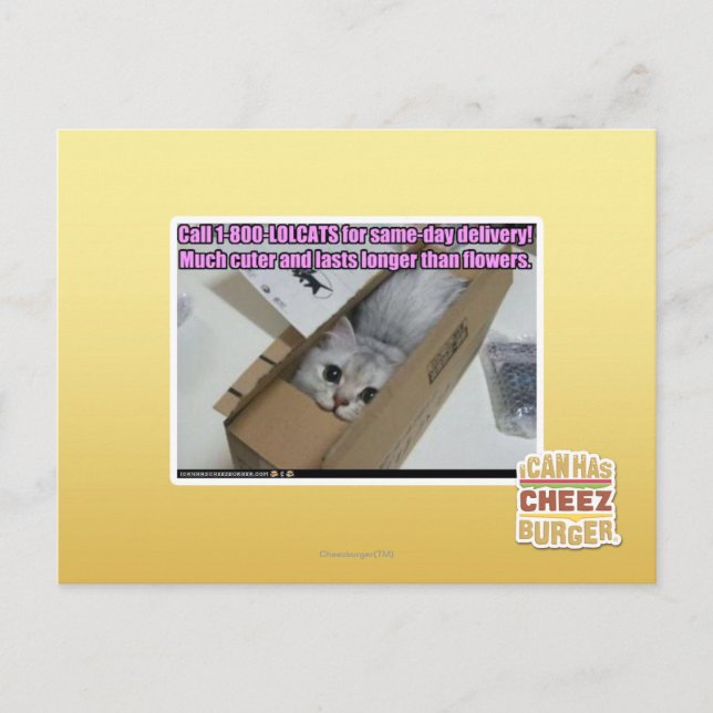Carte Postale Appelez 1-800-LOLCATS (Devant)