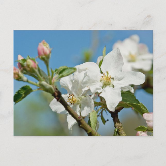 Carte postale Apple Blossom (Devant)