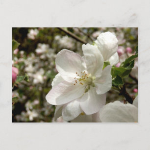 Carte postale Apple Blossom
