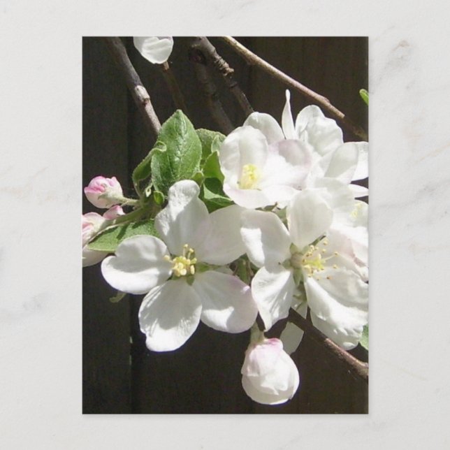 Carte postale Apple Blossom (Devant)
