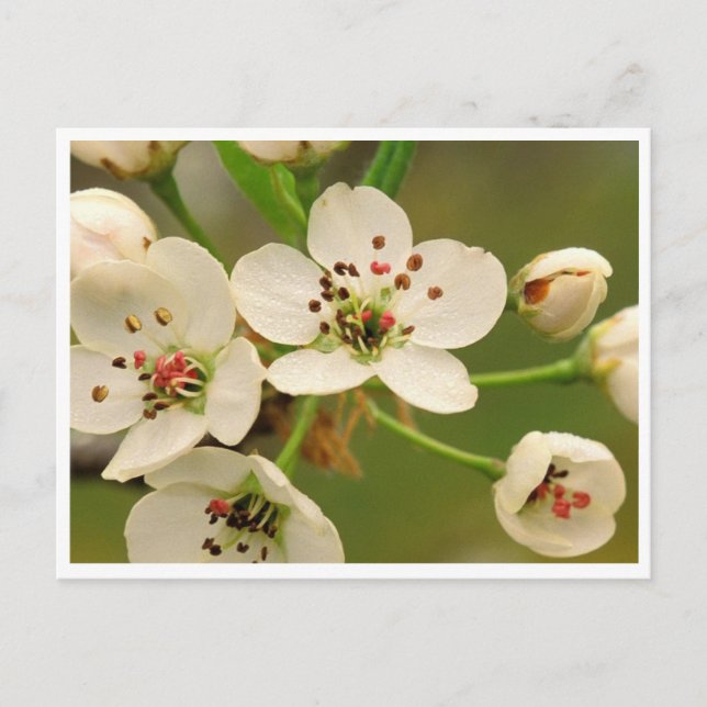Carte postale - Apple Blossom (Devant)