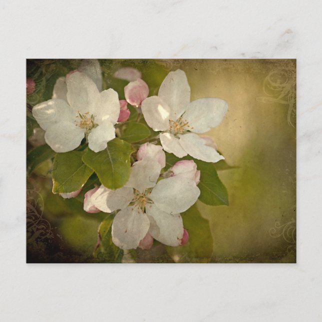 Carte postale Apple Blossom (Devant)