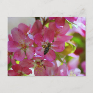 Carte postale Apple Blossom and Honey Bee