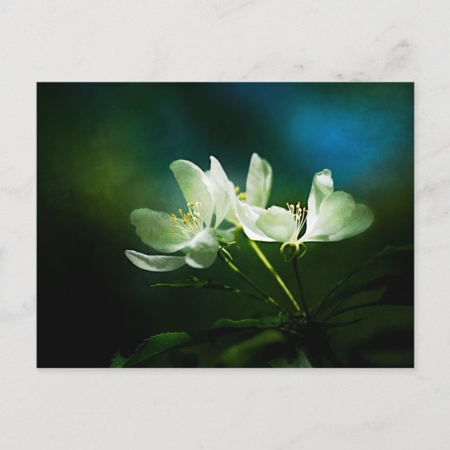 Carte Postale Apple Blossom - Deux Fleurs (Devant)