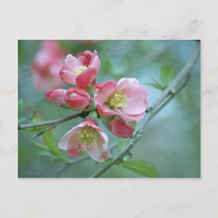 Carte postale Apple Blossom #P0356