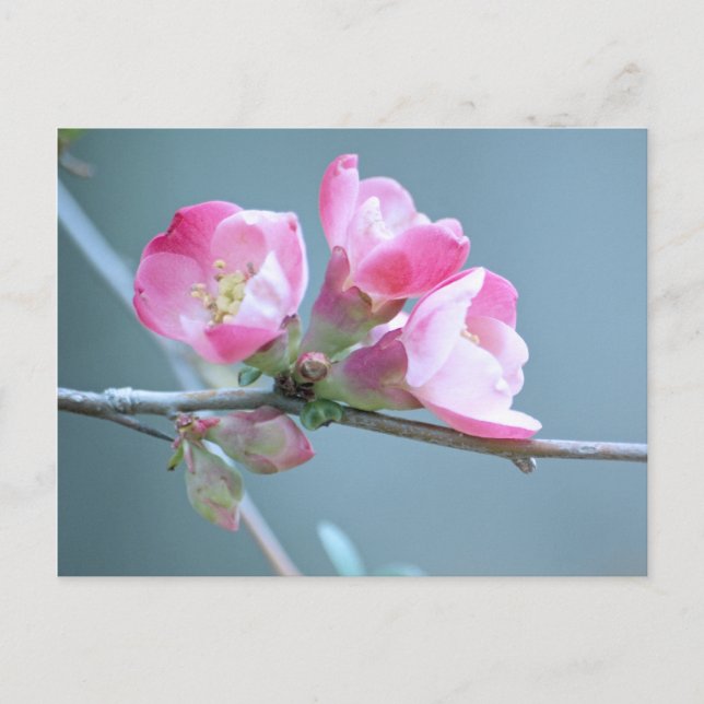 Carte postale Apple Blossom #P0358 (Devant)