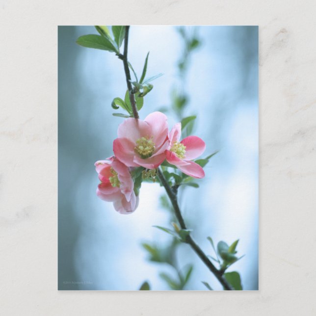 Carte postale Apple Blossom #P0365 (Devant)