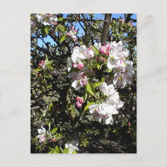 Carte Postale Apple Blossom Time (Devant)
