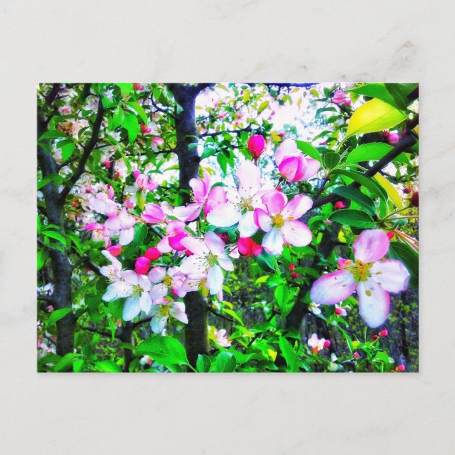 CARTE POSTALE APPLE BLOSSOMS (Devant)
