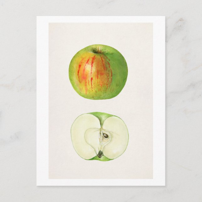 Carte Postale Apple (Malus Domestica) par Mary Daisy Arnold (Devant)