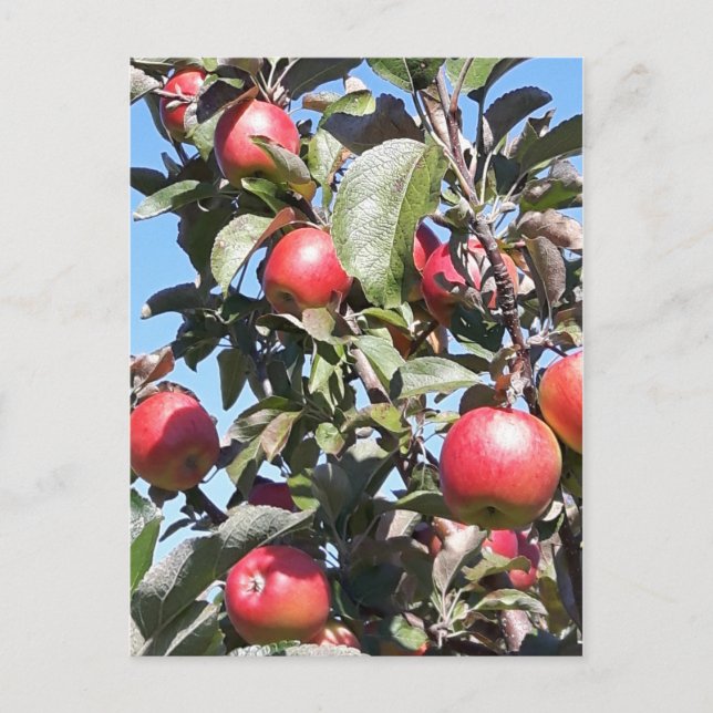 Carte postale Apple Orchard (Devant)