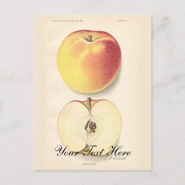 Carte postale Apple vintage (Devant)