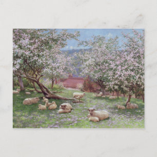 Carte Postale Appleblossom