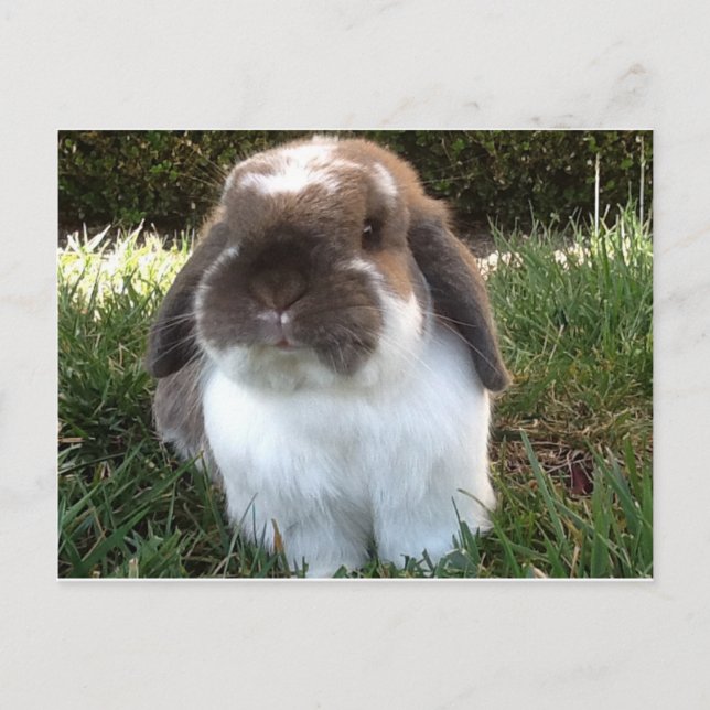 Carte Postale Apportez un peu de fureur dans votre vie ! (Devant)